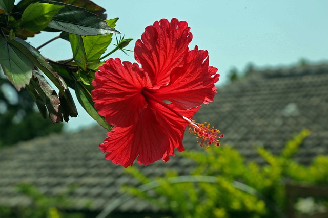 Okinawa