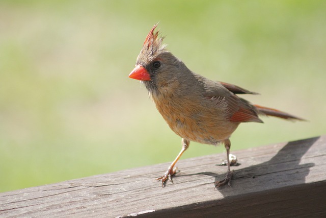 female